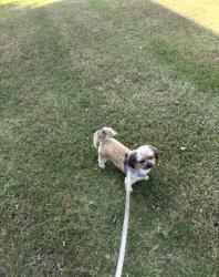 Lost Male Dog last seen N college st McKinney Texas 75069, McKinney, TX 75069