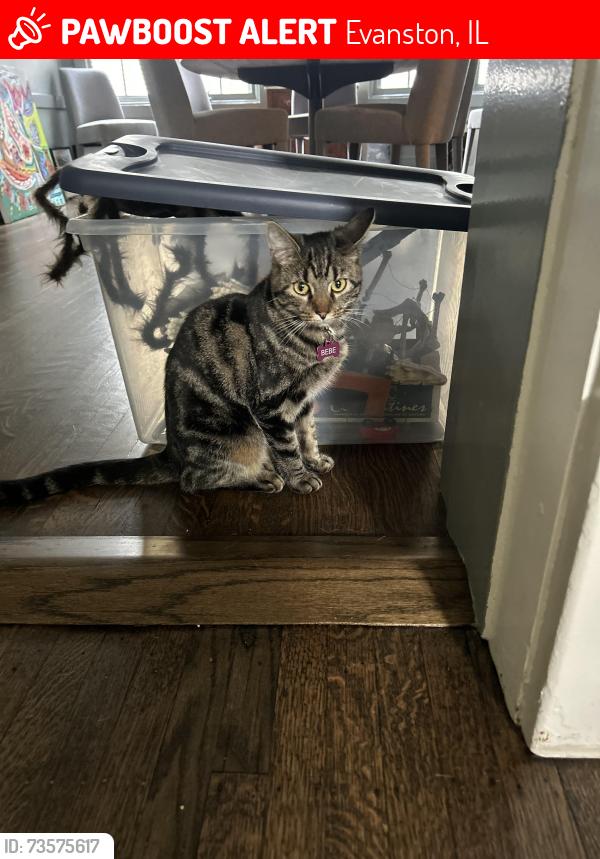Lost Female Cat last seen Keeney St and Chicago Ave, Evanston, IL 60201