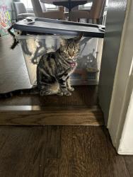 Lost Female Cat last seen Keeney St and Chicago Ave, Evanston, IL 60201