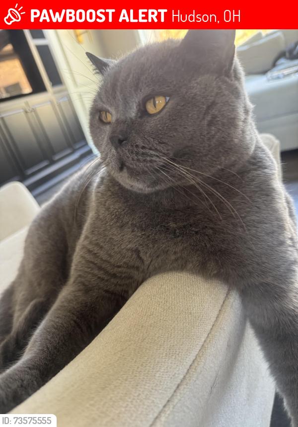 Lost Male Cat last seen Streetsboro - Hudson, Hudson, OH 44236