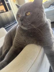 Lost Male Cat last seen Streetsboro - Hudson, Hudson, OH 44236