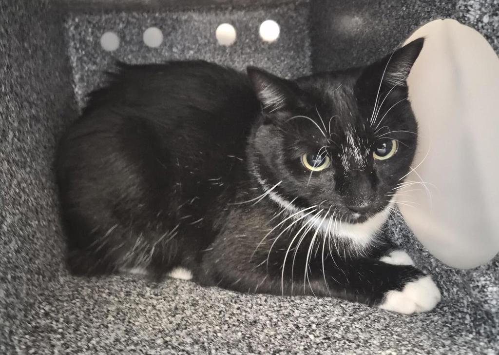 Shelter Stray Male Cat last seen E Tremont Ave, BRONX, NY, 10462, 326 E 110th St, New York, NY 10029, USA