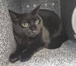 Shelter Stray Male Cat last seen E Tremont Ave, BRONX, NY, 10462, 326 E 110th St, New York, NY 10029, USA