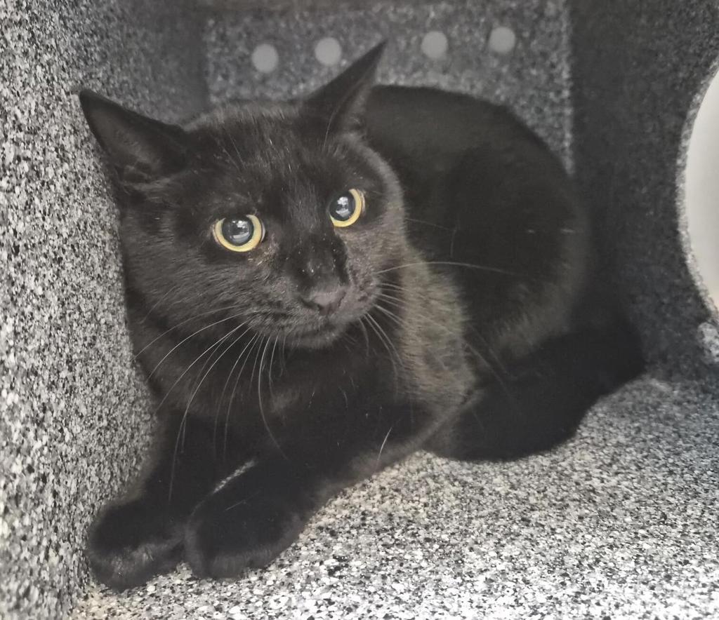 Shelter Stray Male Cat last seen E Tremont Ave, BRONX, NY, 10462, 326 E 110th St, New York, NY 10029, USA