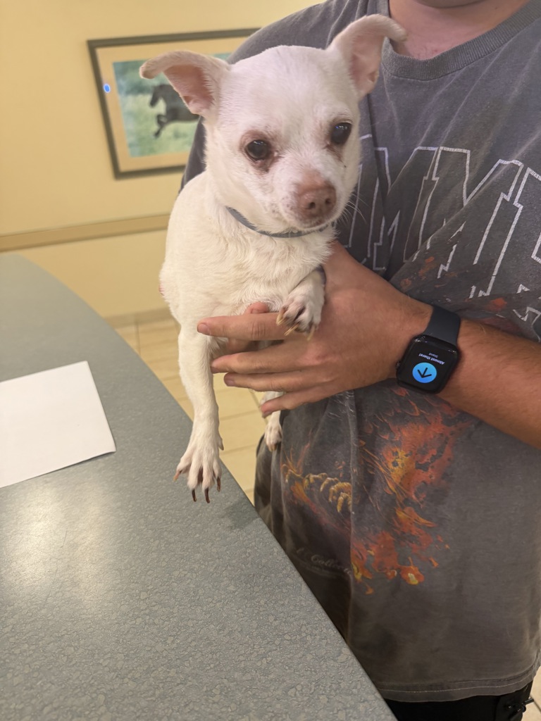 Shelter Stray Female Dog last seen lynhaven pkwy and princess anne rd, VIRGINIA BEACH 23456, VA, 341 S Birdneck Rd, Virginia Beach, VA 23451, USA
