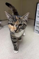 Shelter Stray Female Cat last seen Near 16th Avenue S, GREAT FALLS, MT, 59405, 1010 25th Ave NE, Great Falls, MT 59404, USA