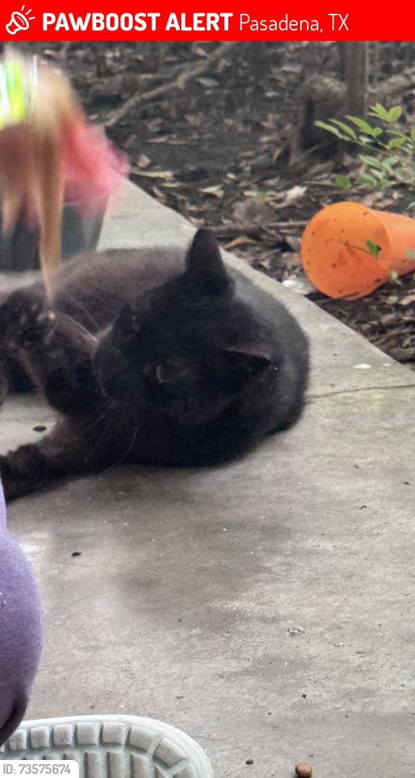 Lost Male Cat last seen Strawberry Rd near Pasadena Blvd (behind Southmore Int.), Pasadena, TX 77502