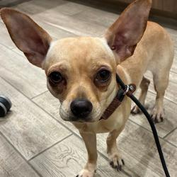 Shelter Stray Female Dog last seen , 1013 Garfield St, Oak Park, IL 60304, USA