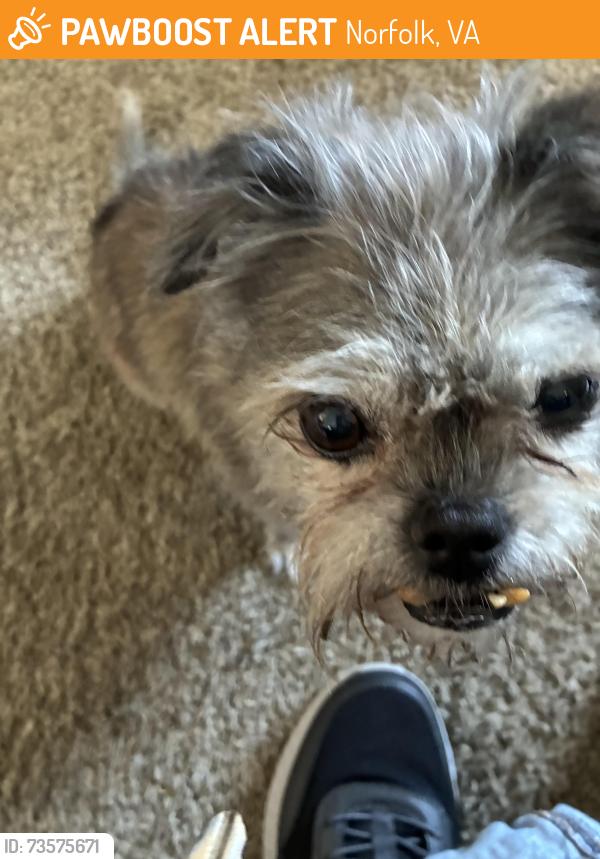 Found/Stray Male Dog last seen Denver ave And Birch St, Norfolk, VA 23513