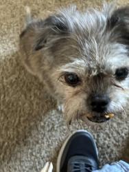 Found/Stray Male Dog last seen Denver ave And Birch St, Norfolk, VA 23513
