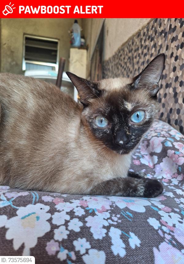 Lost Female Cat last seen Rua Marcantonio Mazonni, Parque America, SP 04822-195