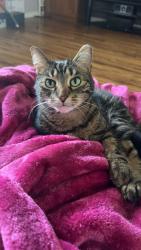 Lost Male Cat last seen Rawsonville Rd and Oakville Waltz Rd, Willis, MI 48191
