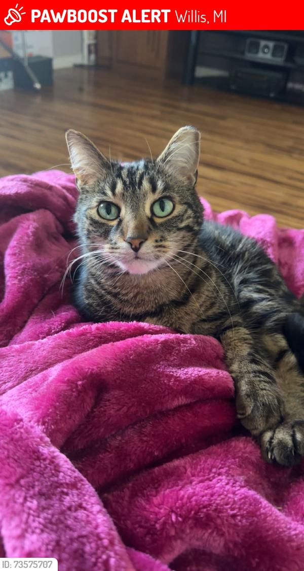 Lost Male Cat last seen Rawsonville Rd and Oakville Waltz Rd, Willis, MI 48191