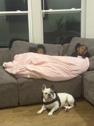 Reunited Female Dog last seen Crest Brooke Dr & Hickory flt, Holly Springs, GA 30115