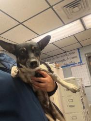 Shelter Stray Male Dog last seen Near E Lincoln Rd, Stockton, CA 95207, USA, 1575 S Lincoln St, Stockton, CA 95206, USA