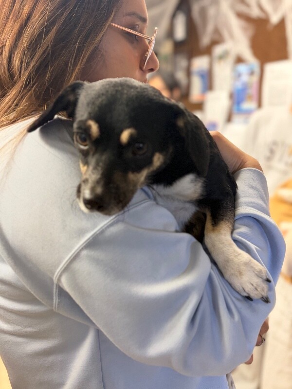Shelter Stray Male Dog last seen Near E Lincoln Rd, Stockton, CA 95207, USA, 1575 S Lincoln St, Stockton, CA 95206, USA