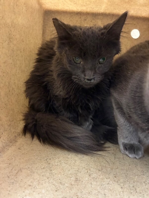 Shelter Stray Unknown Cat last seen Near S Lincoln St, Stockton, CA 95203, USA, 1575 S Lincoln St, Stockton, CA 95206, USA
