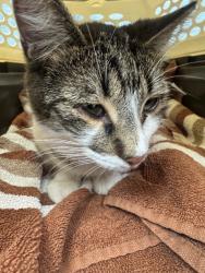 Shelter Stray Unknown Cat last seen Near N Lincoln St, Stockton, CA 95203, USA, 1575 S Lincoln St, Stockton, CA 95206, USA