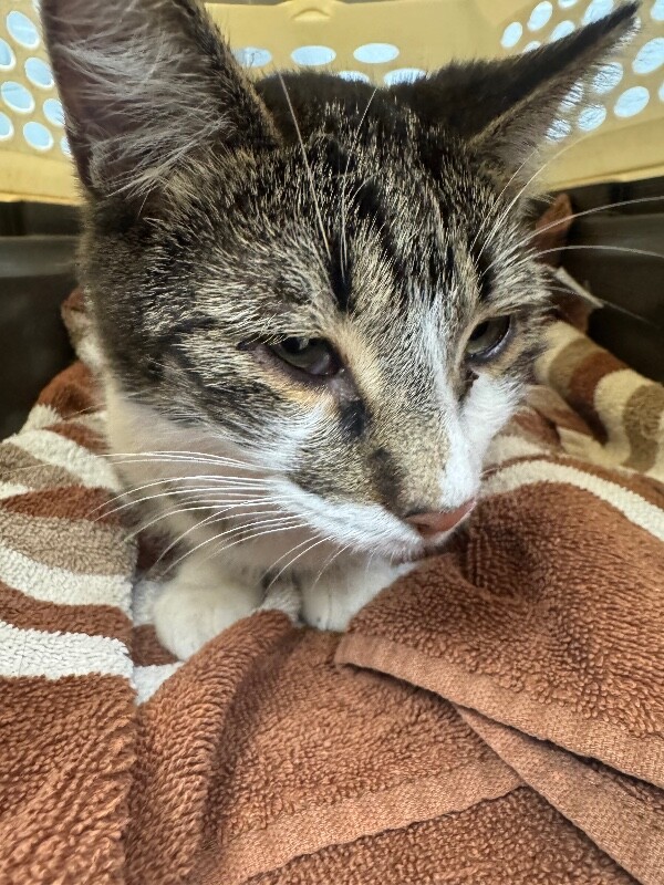 Shelter Stray Unknown Cat last seen Near N Lincoln St, Stockton, CA 95203, USA, 1575 S Lincoln St, Stockton, CA 95206, USA