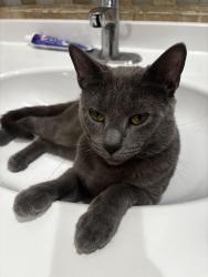 Lost Male Cat last seen Preakness Ave, Paterson, NJ 07502