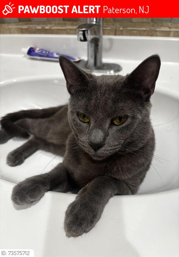 Lost Male Cat last seen Preakness Ave, Paterson, NJ 07502