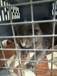 Shelter Stray Unknown Cat last seen Near N Lincoln St, Stockton, CA 95203, USA, 1575 S Lincoln St, Stockton, CA 95206, USA