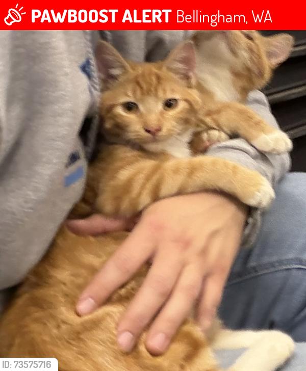 Lost Female Cat last seen Near Patton Rd Bellingham WA, Bellingham, WA 98226