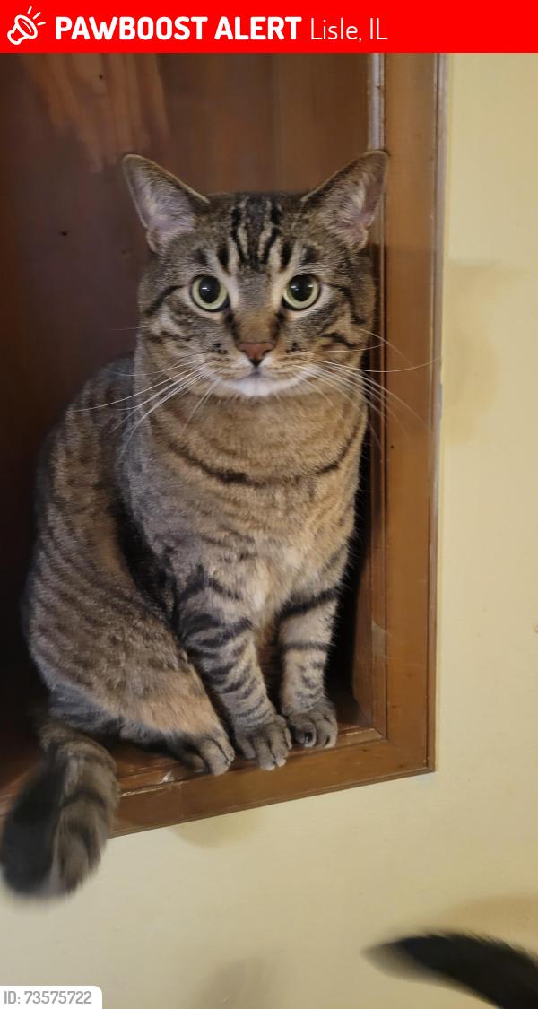 Lost Male Cat last seen Ogden Ave and River Drive, Lisle Il, Lisle, IL 60532