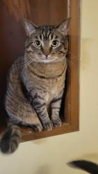 Lost Male Cat last seen Ogden Ave and River Drive, Lisle Il, Lisle, IL 60532