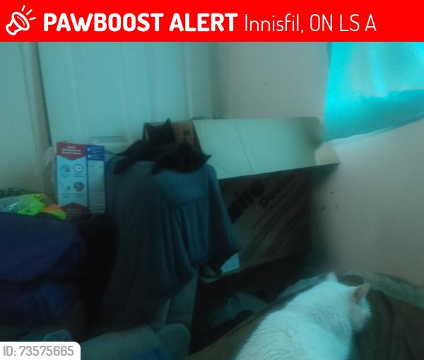 Lost Female Cat last seen Webster, Innisfil, ON L9S 2A1