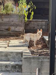 Found/Stray Male Dog last seen 23rd Avenue and E 19th St., Oakland, CA 94606