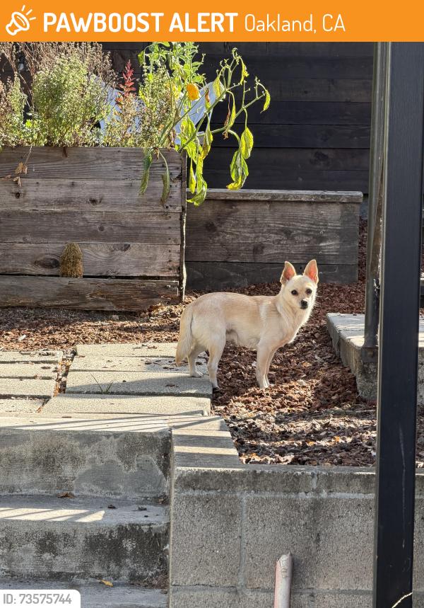 Found/Stray Male Dog last seen 23rd Avenue and E 19th St., Oakland, CA 94606