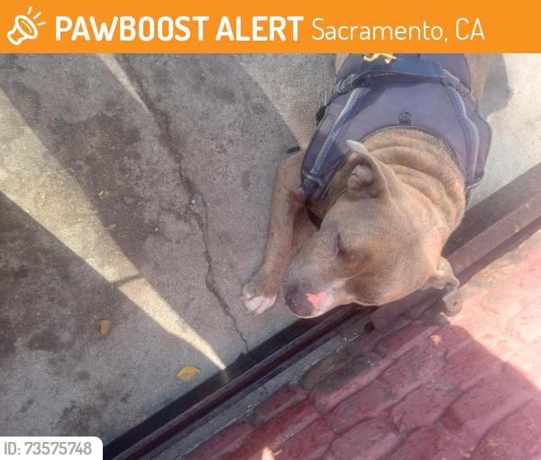 Found/Stray Female Dog last seen E Street & 15th Street in front of Capital grocery store, Sacramento, CA 95814
