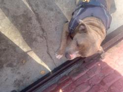 Found/Stray Female Dog last seen E Street & 15th Street in front of Capital grocery store, Sacramento, CA 95814
