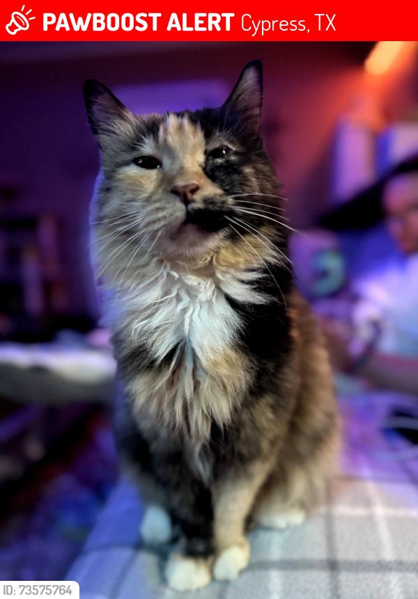 Lost Female Cat last seen Near Hour Pickle, Cypress, TX 77433
