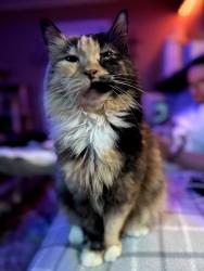 Lost Female Cat last seen Near Hour Pickle, Cypress, TX 77433