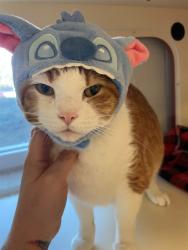 Shelter Stray Male Cat last seen Near BLOCK WHITE PLANES COURT, 3528 Newburg Rd, Louisville, KY 40218, USA