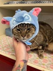 Shelter Stray Male Cat last seen 9TH STREET I-64E ENTRANCE RAMP, 3528 Newburg Rd, Louisville, KY 40218, USA