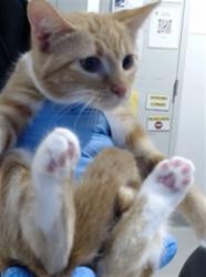 Shelter Stray Female Cat last seen PALOU/ SILVER, 1419 Bryant St, San Francisco, CA 94103, USA
