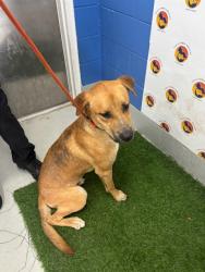 Shelter Stray Male Dog last seen MCMULLEN RD AND BOWMAN RD, 19640 Dogpatch Ln, Land O' Lakes, FL 34638, USA