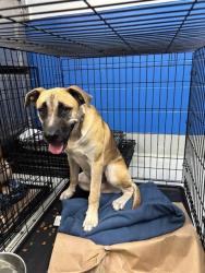 Shelter Stray Male Dog last seen MCMULLEN RD AND BOWMAN RD, 19640 Dogpatch Ln, Land O' Lakes, FL 34638, USA