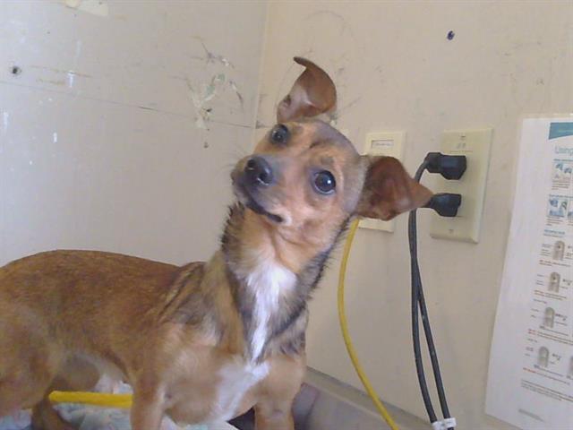 Shelter Stray Female Dog last seen STONEHAVEN DR/ ALLEGHENY DR, 95827, 3839 Bradshaw Rd, Sacramento, CA 95827, USA