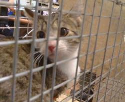 Shelter Stray Female Cat last seen LARCHMONT DR/TURNER DR, 95660, 3839 Bradshaw Rd, Sacramento, CA 95827, USA