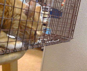 Shelter Stray Unknown Cat last seen LARCHMONT DR/TURNER DR, 95660, 3839 Bradshaw Rd, Sacramento, CA 95827, USA