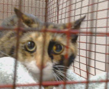 Shelter Stray Female Cat last seen LARCHMONT DR/TURNER DR, 95660, 3839 Bradshaw Rd, Sacramento, CA 95827, USA