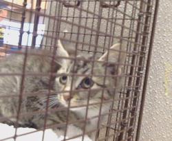Shelter Stray Unknown Cat last seen LARCHMONT DR/TURNER DR, 95660, 3839 Bradshaw Rd, Sacramento, CA 95827, USA