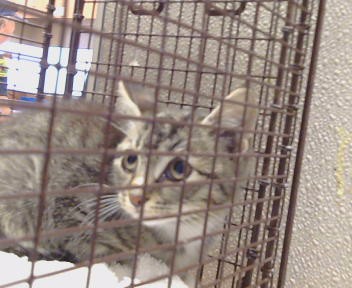 Shelter Stray Unknown Cat last seen LARCHMONT DR/TURNER DR, 95660, 3839 Bradshaw Rd, Sacramento, CA 95827, USA