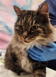 Shelter Stray Male Cat last seen MILLNER WAY / BLOSSOM RIDGE RD, 9150 Union Park Way, Elk Grove, CA 95624, USA