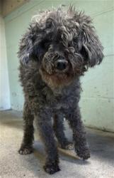 Shelter Stray Male Dog last seen ACADEMY WAY & JULIESSE AVE, 2127 Front St, Sacramento, CA 95818, USA