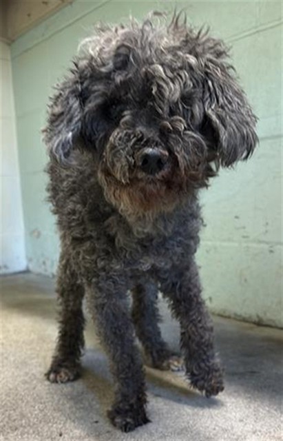 Shelter Stray Male Dog last seen ACADEMY WAY & JULIESSE AVE, 2127 Front St, Sacramento, CA 95818, USA